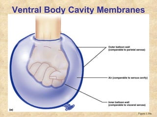 Ventral Body Cavity Membranes Figure 1.10a 