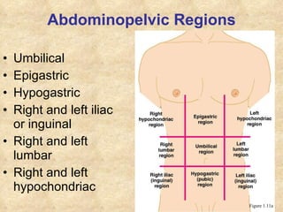 Abdominopelvic Regions Umbilical Epigastric Hypogastric Right and left iliac or inguinal Right and left lumbar Right and left hypochondriac Figure 1.11a 