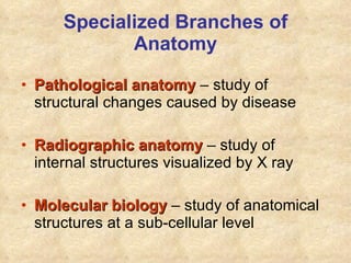 Specialized Branches of Anatomy Pathological anatomy  – study of structural changes caused by disease Radiographic anatomy  – study of internal structures visualized by X ray Molecular biology  – study of anatomical structures at a sub-cellular level 