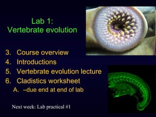 Lab 1: Vertebrate evolution ,[object Object],[object Object],[object Object],[object Object],[object Object],Next week: Lab practical #1 