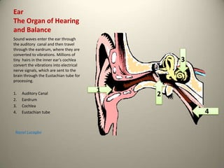 Ear The Organ of Hearingand Balance Sound waves enter the ear through the auditory  canal and then travel through the eardrum, where they are converted to vibrations. Millions of tiny  hairs in the inner ear’s cochlea convert the vibrations into electrical nerve signals, which are sent to the brain through the Eustachian tube for processing. Auditory Canal Eardrum Cochlea Eustachian tube 3 2 1 4 RazielLucagbo 