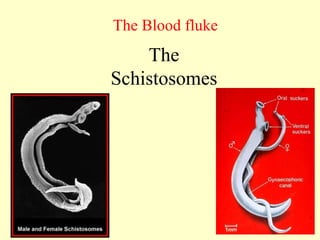 The
Schistosomes
The Blood fluke
 