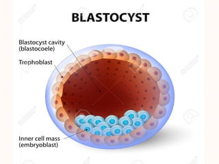 Second Week Of Development first and second week of development of embrylogy | PPTX