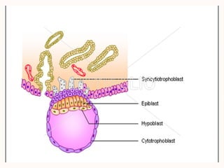 first and second week of development of embrylogy | PPTX