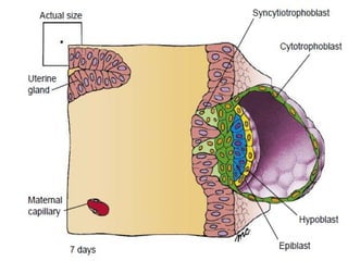first and second week of development of embrylogy | PPTX
