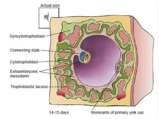 first and second week of development of embrylogy | PPTX