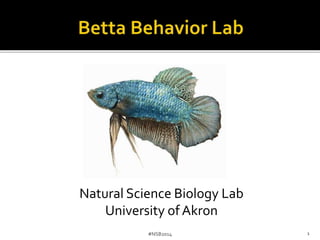 Natural Science Biology Lab 
University of Akron 
#NSB2014 1 
 