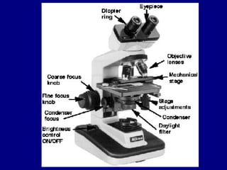 Lab 2 cell structure and microscopy | PPT
