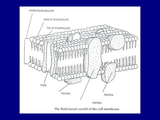 Lab 2 Cell Structure And Microscopy Ppt
