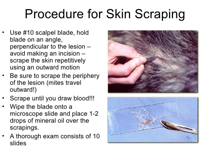 parasitology lab notes