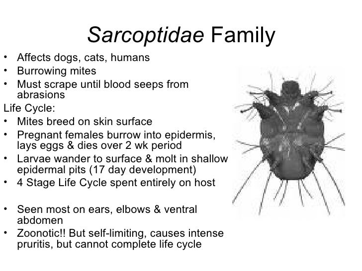 Sarcoptic And Demodectic Mange In Dogs - TheOrphanPet