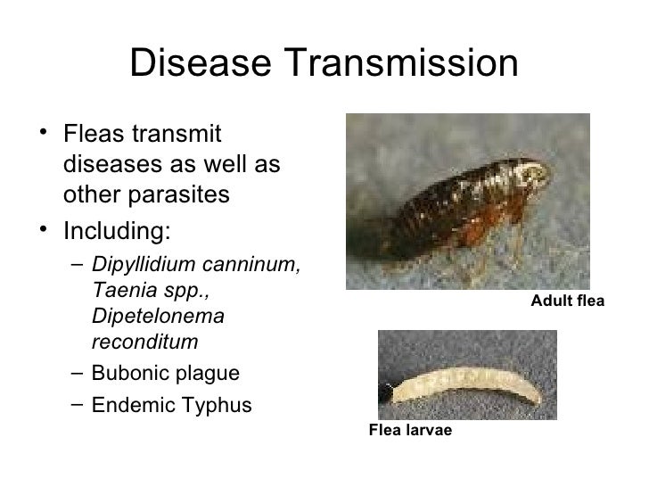 parasitology lab notes flea larvae actual size