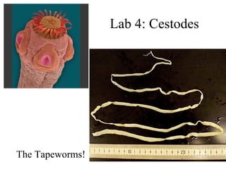 Lab 4: Cestodes The Tapeworms! 