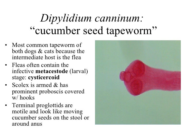 parasitology lab notes