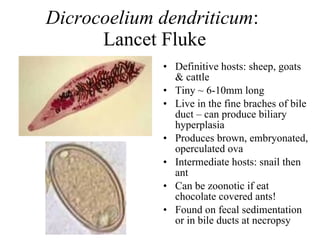 parasitology-lab-notes-ppt