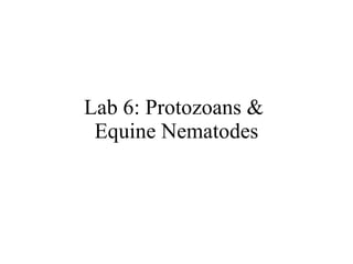 Lab 6: Protozoans &  Equine Nematodes 