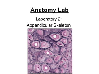 Comprehensive Anatomy Lab: Detailed Study of the Appendicular Skeleton ...