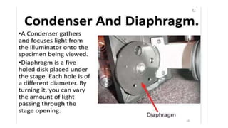 GBSN - Microbiology (Lab 2) Compound Microscope