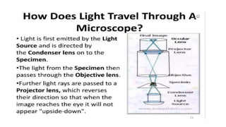 GBSN - Microbiology (Lab 2) Compound Microscope