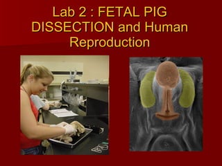 Lab 2 : FETAL PIG DISSECTION and Human Reproduction 
