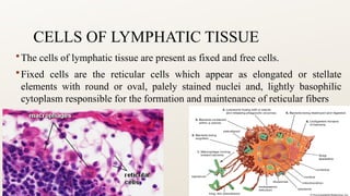Lab 2 histology of the lymphatic system.pptx