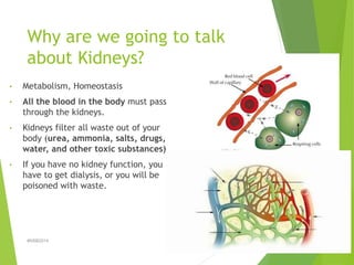 Why are we going to talk 
about Kidneys? 
• Metabolism, Homeostasis 
• All the blood in the body must pass 
through the ki...