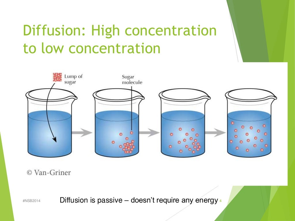 Lab 3 diffusion and osmosis fall 2014