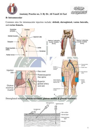 Hints on human muscular system | PDF