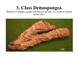 3. Class Demospongea
Skeletons of spongin, spongin and siliceous spicules, or a skeleton of fused
                              opaline silica
 