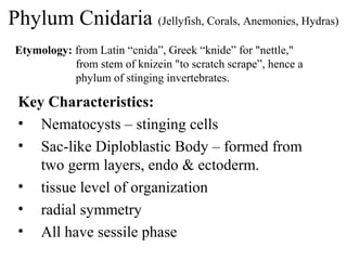 Phylum Cnidaria (Jellyfish, Corals, Anemonies, Hydras)
 Etymology: from Latin “cnida”, Greek “knide” for "nettle,"
            from stem of knizein "to scratch scrape”, hence a
            phylum of stinging invertebrates.

 Key Characteristics:
 • Nematocysts – stinging cells
 • Sac-like Diploblastic Body – formed from
    two germ layers, endo & ectoderm.
 • tissue level of organization
 • radial symmetry
 • All have sessile phase
 