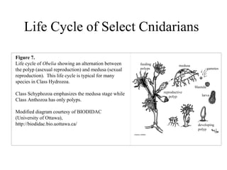 Life Cycle of Select Cnidarians

Figure 7.
Life cycle of Obelia showing an alternation between
the polyp (asexual reproduction) and medusa (sexual
reproduction). This life cycle is typical for many
species in Class Hydrozoa.

Class Schyphozoa emphasizes the medusa stage while
Class Anthozoa has only polyps.

Modified diagram courtesy of BIODIDAC
(University of Ottawa),
http://biodidac.bio.uottawa.ca/
 