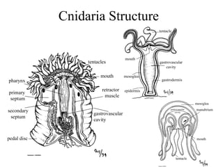 Cnidaria Structure
 