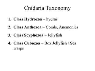 Cnidaria Taxonomy
1. Class Hydrozoa – hydras
2. Class Anthozoa – Corals, Anemonies
3. Class Scyphozoa – Jellyfish
4. Class Cubozoa – Box Jellyfish / Sea
   wasps
 