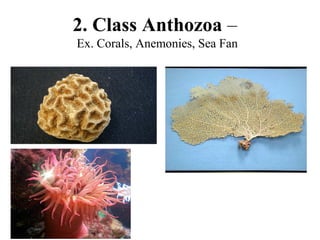 2. Class Anthozoa –
Ex. Corals, Anemonies, Sea Fan
 