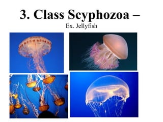 3. Class Scyphozoa –
       Ex. Jellyfish
 