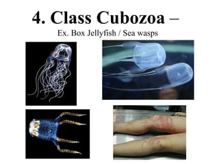 4. Class Cubozoa –
   Ex. Box Jellyfish / Sea wasps
 
