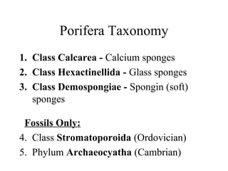 Porifera Taxonomy
1. Class Calcarea - Calcium sponges
2. Class Hexactinellida - Glass sponges
3. Class Demospongiae - Spongin (soft)
   sponges

 Fossils Only:
4. Class Stromatoporoida (Ordovician)
5. Phylum Archaeocyatha (Cambrian)
 