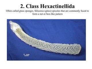 2. Class Hexactinellida
Often called glass sponges. Siliceous (glass) spicules that are commonly fused to
                         form a net or box-like pattern
 
