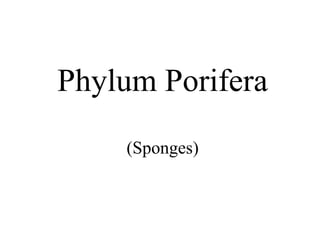 Phylum Porifera
    (Sponges)
 