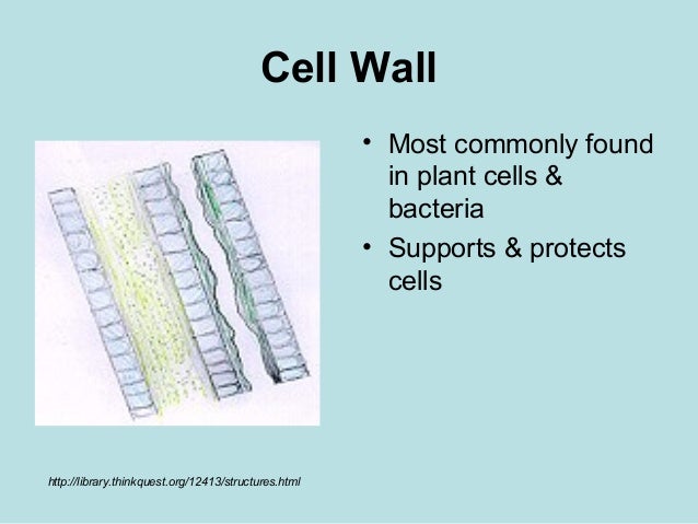 Lab 3 Cell Structure And Function Spring 2018