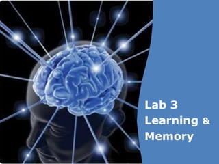Lab 3 Learning  & Memory 