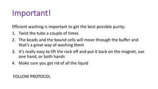 Important!
Efficient washing is important to get the best possible purity:
1. Twist the tube a couple of times
2. The beads and the bound cells will move through the buffer and
that’s a great way of washing them
3. It's really easy to lift the rack off and put it back on the magnet, use
one hand, or both hands
4. Make sure you get rid of all the liquid
FOLLOW PROTOCOL
 