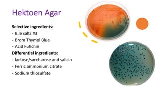 Hektoen Agar
Selective ingredients:
- Bile salts #3
- Brom Thymol Blue
- Acid Fuhchin
Differential ingredients:
- lactose/saccharose and salicin
- Ferric ammonium citrate
- Sodium thiosulfate
 