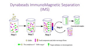 Dynabeads ImmunoMagnetic Separation
(IMS)
 