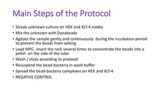 Main Steps of the Protocol
• Streak unknown culture on HEK and XLT-4 media
• Mix the unknown with Dynabeads
• Agitate the sample gently and continuously during the incubation period
to prevent the beads from setting
• Load MPC- invert the rack several times to concentrate the beads into a
pellet on the side of the tube
• Wash / elute according to protocol
• Resuspend the bead-bacteria in wash buffer
• Spread the bead-bacteria complexes on HEK and XLT-4
• NEGATIVE CONTROL
 