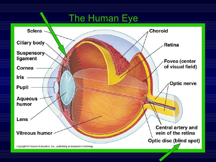 Lab 3 Sensory Physiology