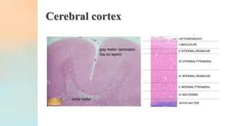 Lab 3 The Nervous system.pdf
