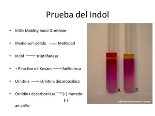 Prueba del Indol MIO: Motility Indol Ornithine Medio semisólido  Motilidad Indol  triptófanasa + Reactivo de Kovacs  Anillo rosa Ornitina Ornitina decarboxilasa Ornidina decarboxilasa   (+) morado    (-) amarillo 