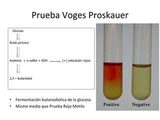 Prueba Voges Proskauer Fermentación butanodiolica de la glucosa Mismo medio que Prueba Rojo Metilo Glucosa Ácido pirúvico Acetoína  +  α  naftol + KOH  (+) coloración rojiza 2,3 – butanodiol 