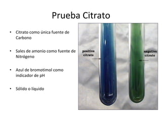 Prueba Citrato Citrato como única fuente de Carbono Sales de amonio como fuente de Nitrógeno Azul de bromotimol como indicador de pH Sólido o líquido 